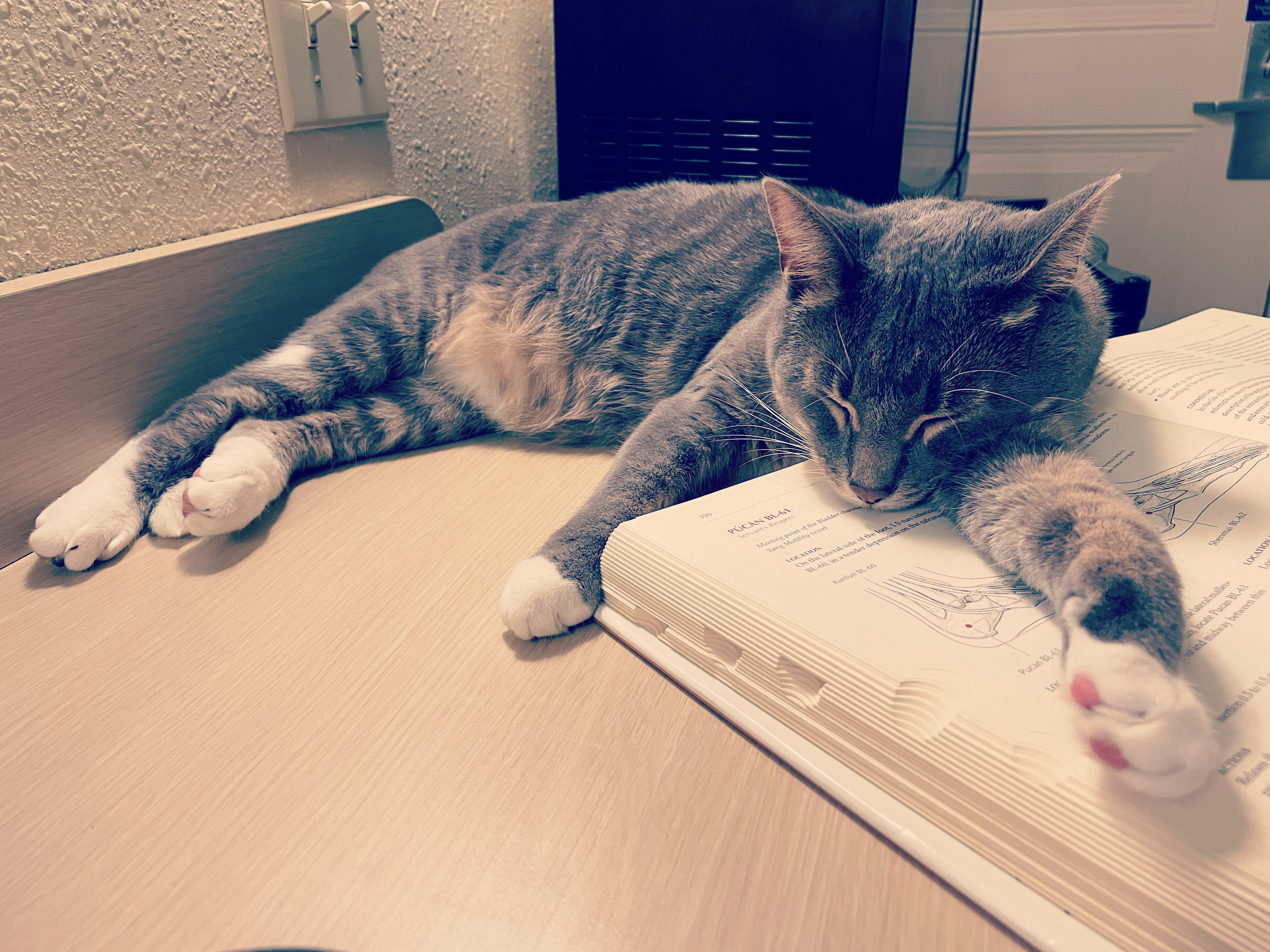 Cat sleeping on an acupuncture textbook